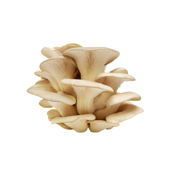 best milky mushroom supplier