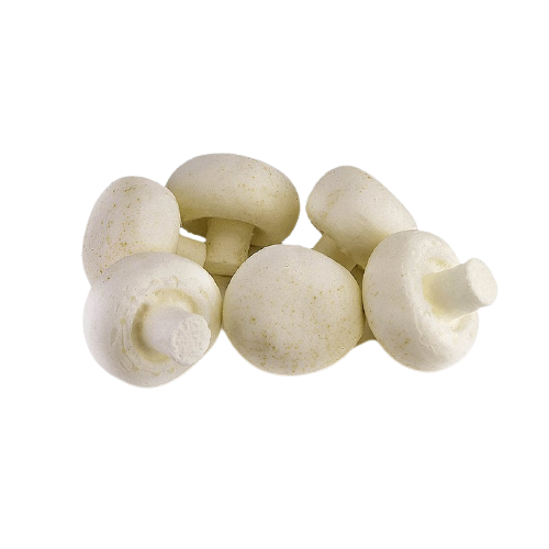 best button mushroom supplier